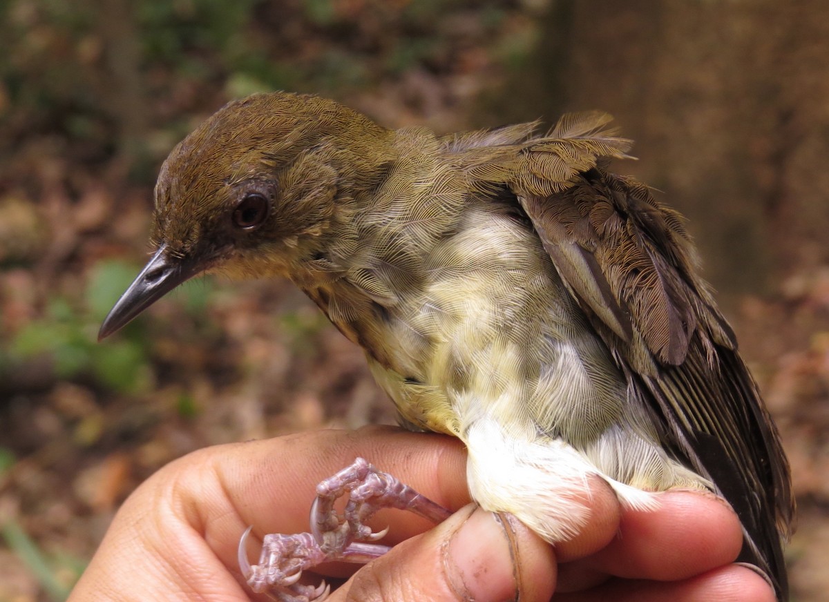 Горный пестрозоб - ML303305281