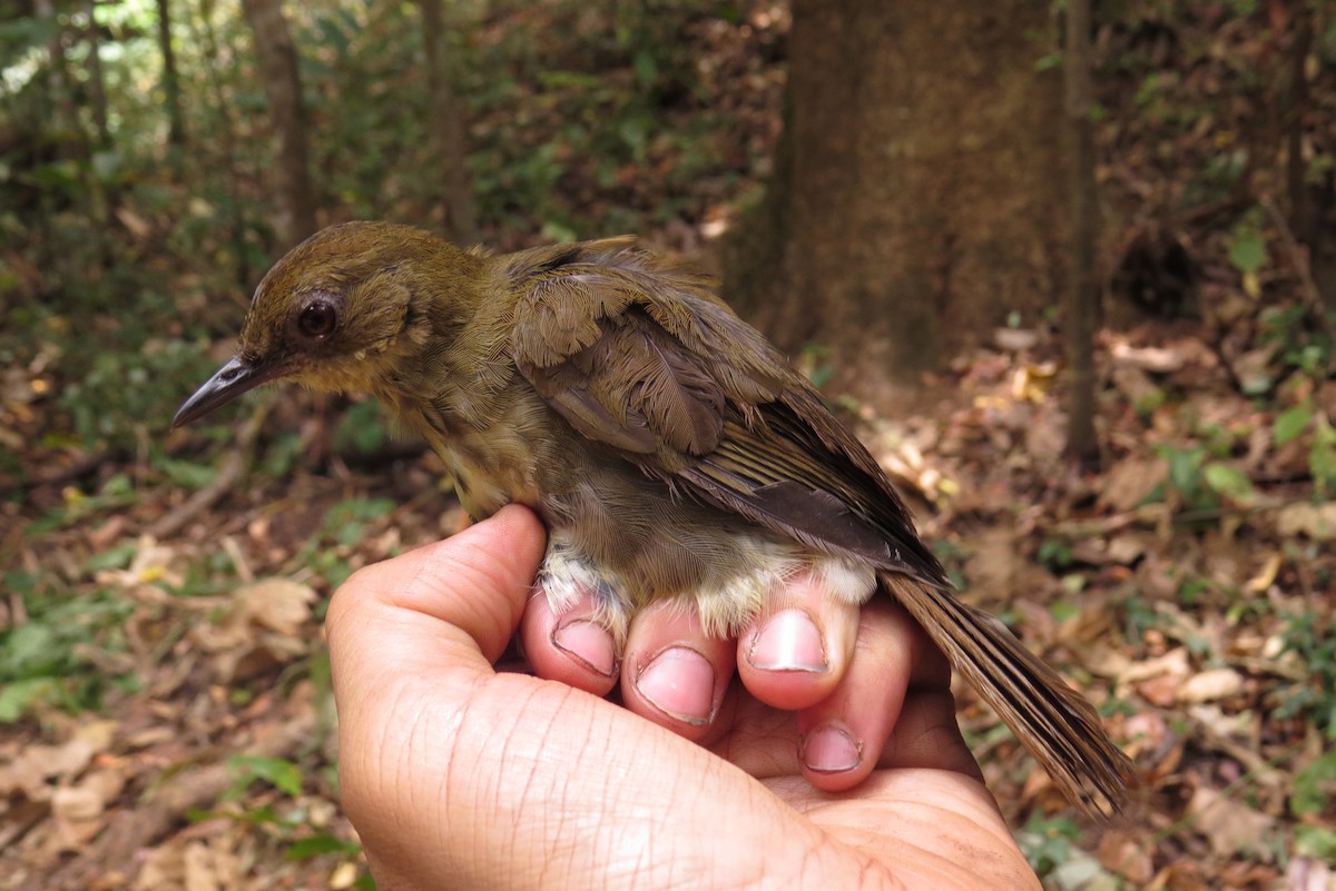 Горный пестрозоб - ML303305311