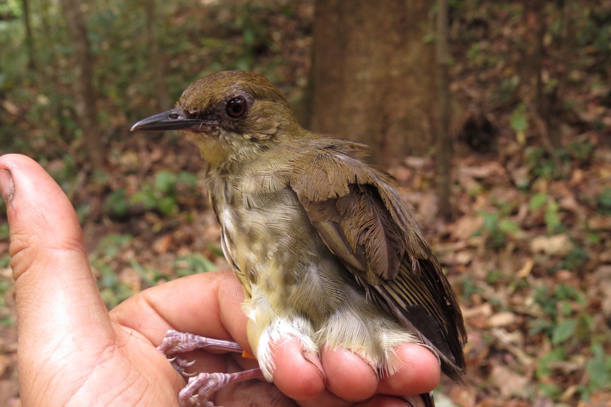 Горный пестрозоб - ML303305321