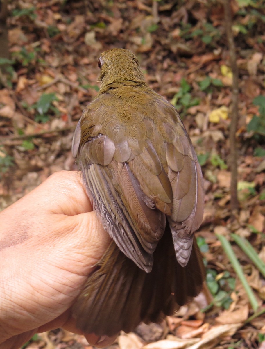 Горный пестрозоб - ML303305351