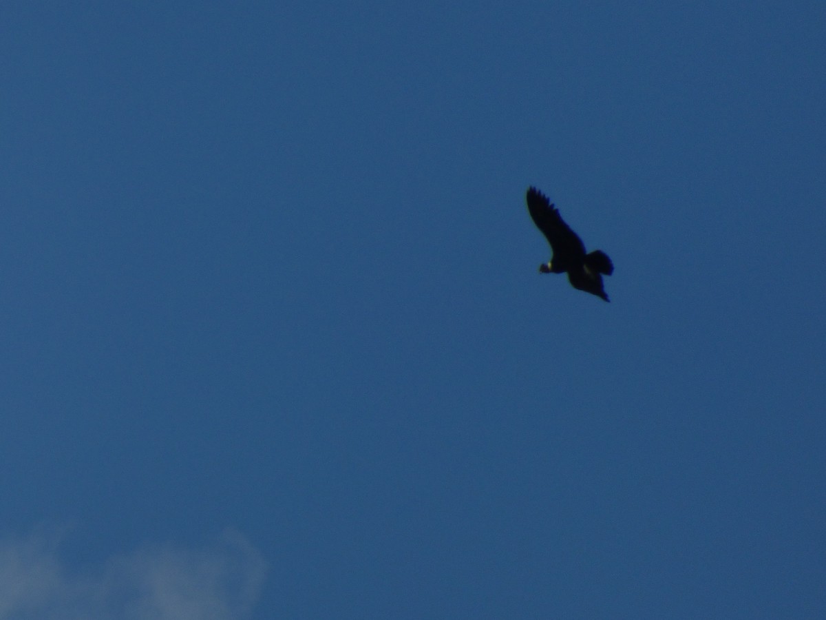 Andean Condor - ML303305381