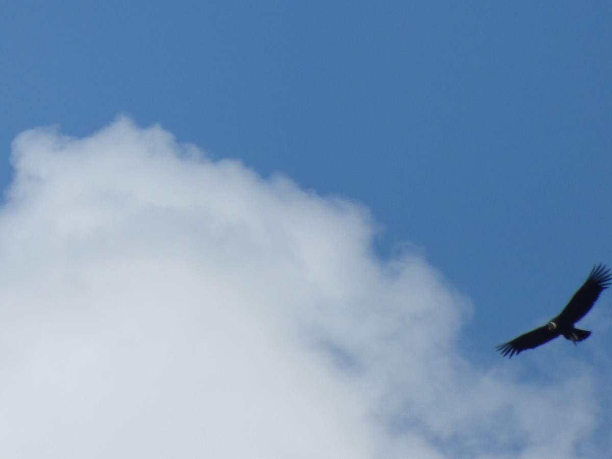Andean Condor - ML303305391