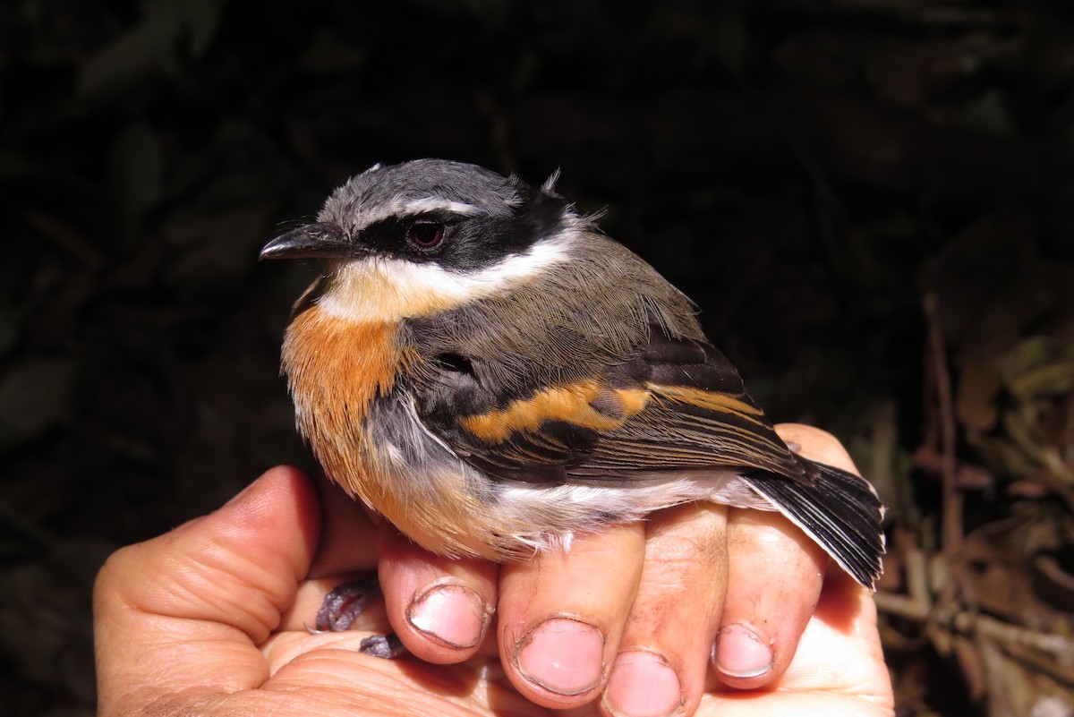 Dark Batis - ML303305481