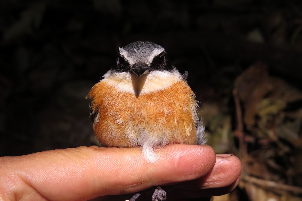 Dark Batis - ML303305571