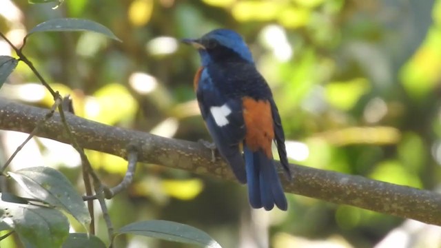 Blue-capped Rock-Thrush - ML303305611