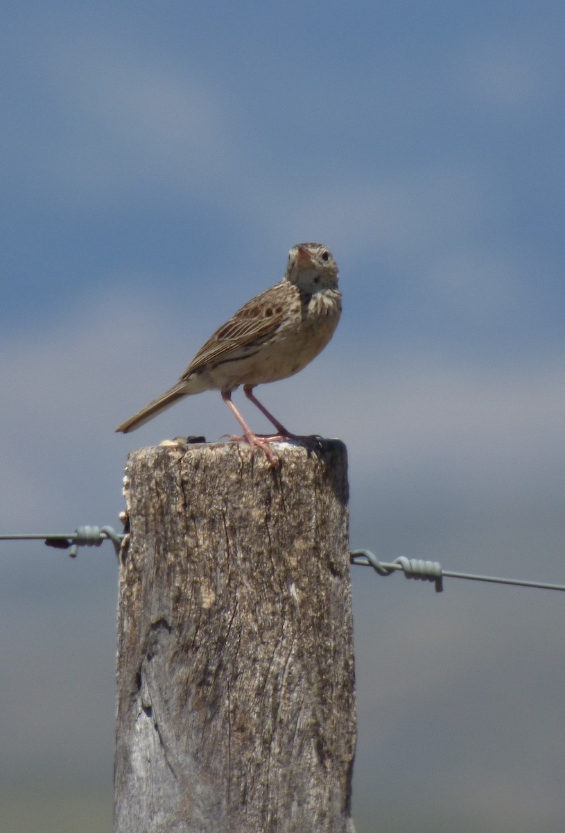 Hellmayr's Pipit - ML303305621
