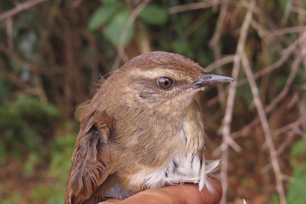 Evergreen-forest Warbler - ML303305741