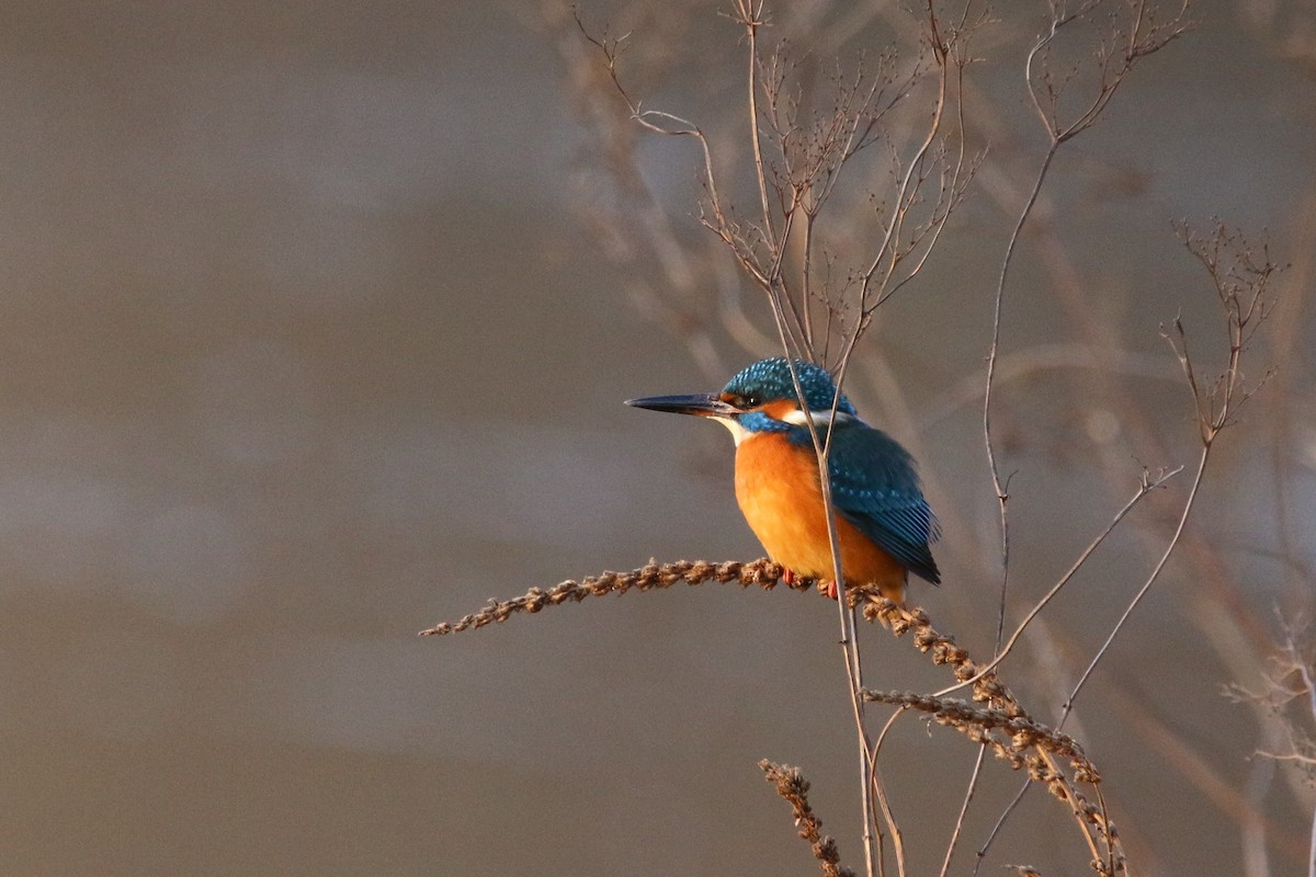 Common Kingfisher - Wigbert Vogeley