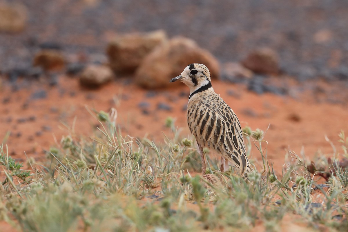 Inland Dotterel - ML303306811