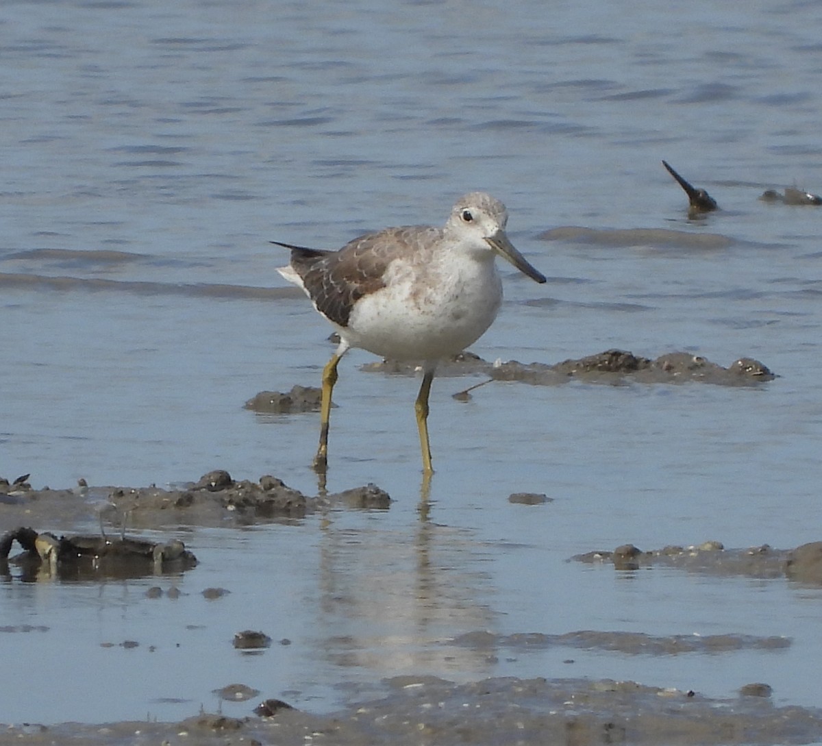 Nordmann's Greenshank - ML303307151