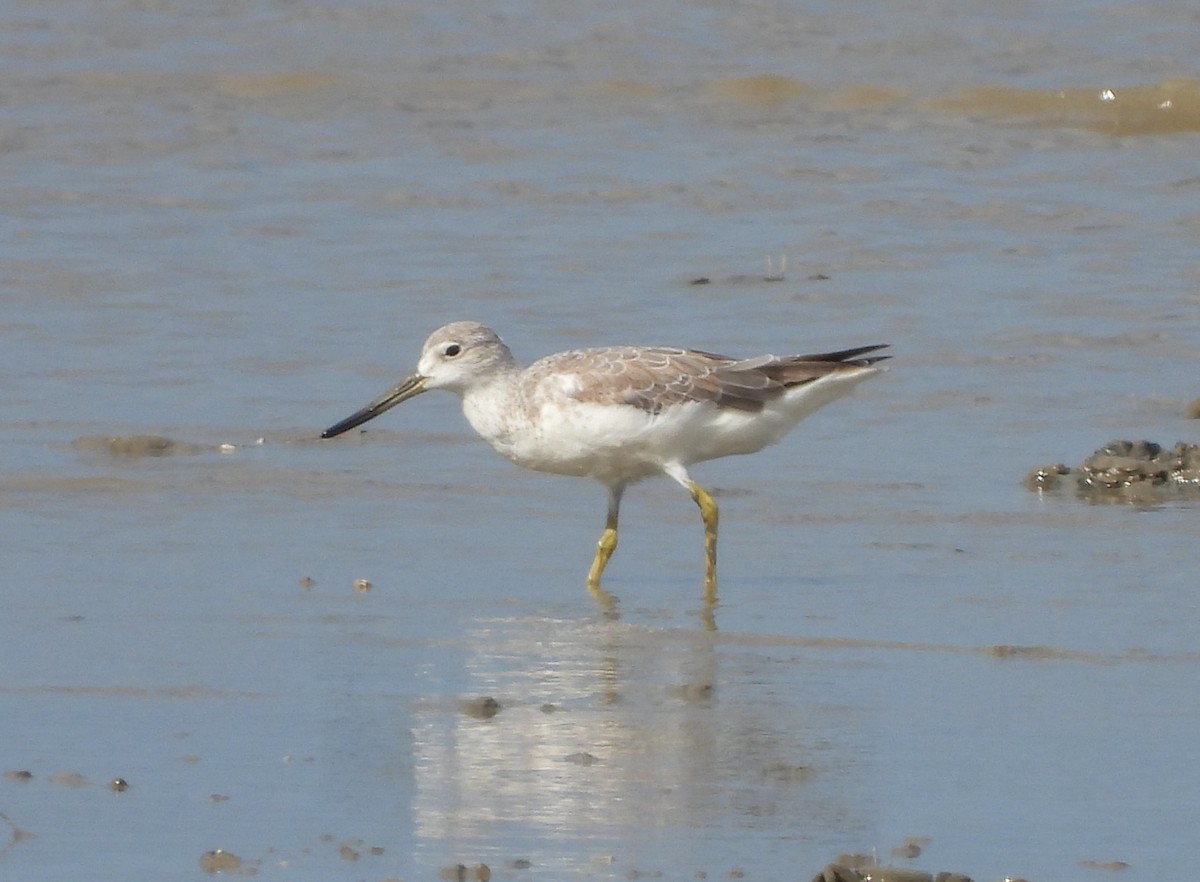 Nordmann's Greenshank - ML303307171