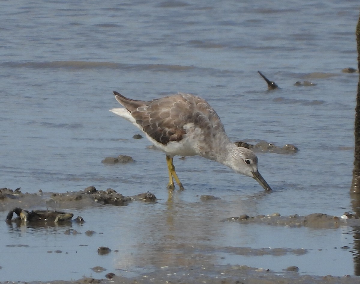 Nordmann's Greenshank - ML303307181