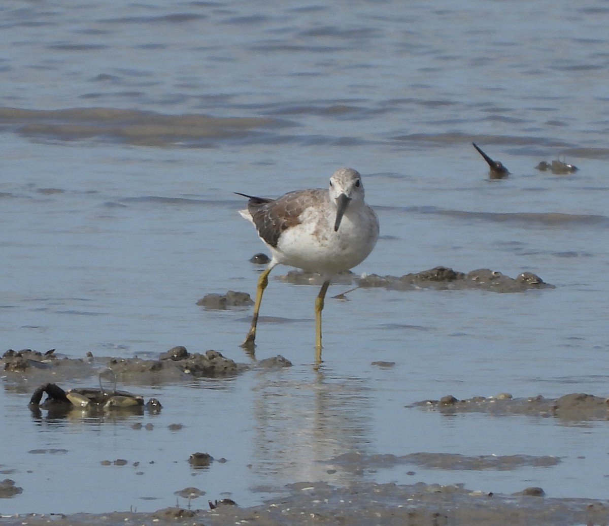 Nordmann's Greenshank - ML303307191