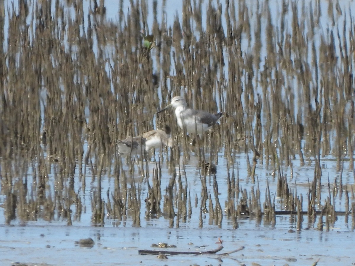 Nordmann's Greenshank - ML303307221