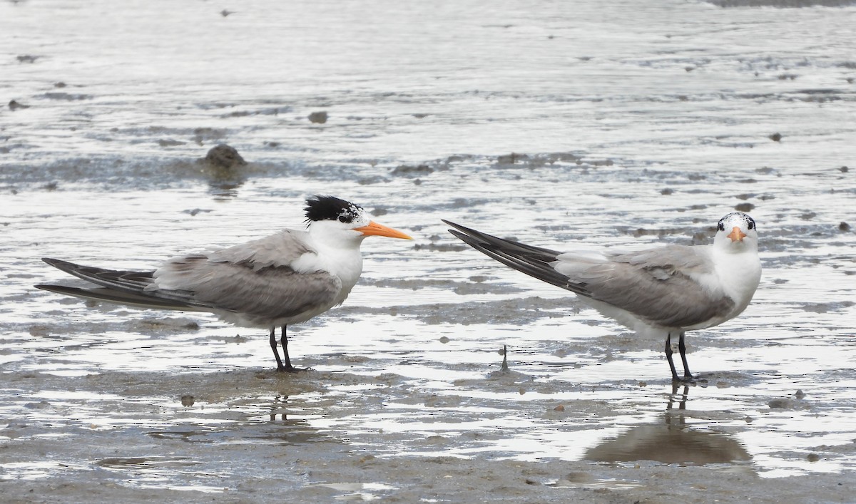 Lesser Crested Tern - ML303307291