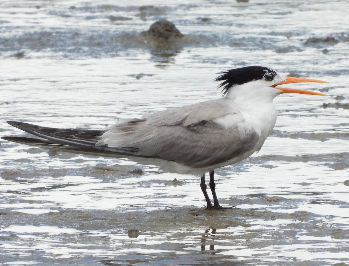 Lesser Crested Tern - ML303307311