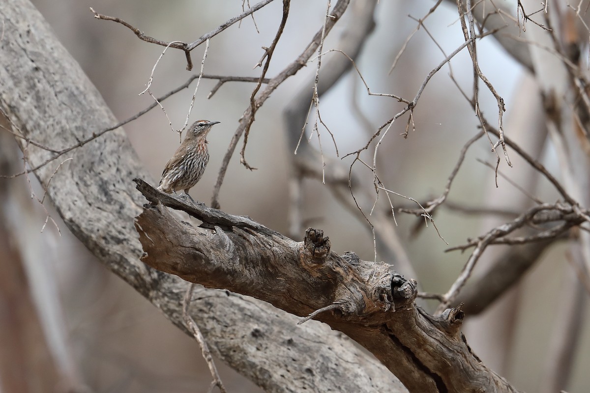 White-browed Treecreeper - ML303307351