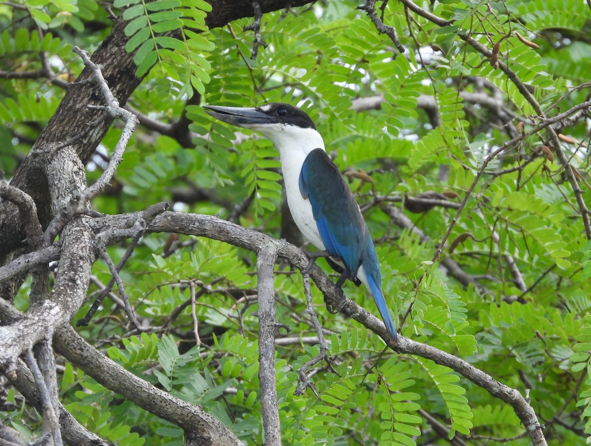 Torresian Kingfisher - ML303307361