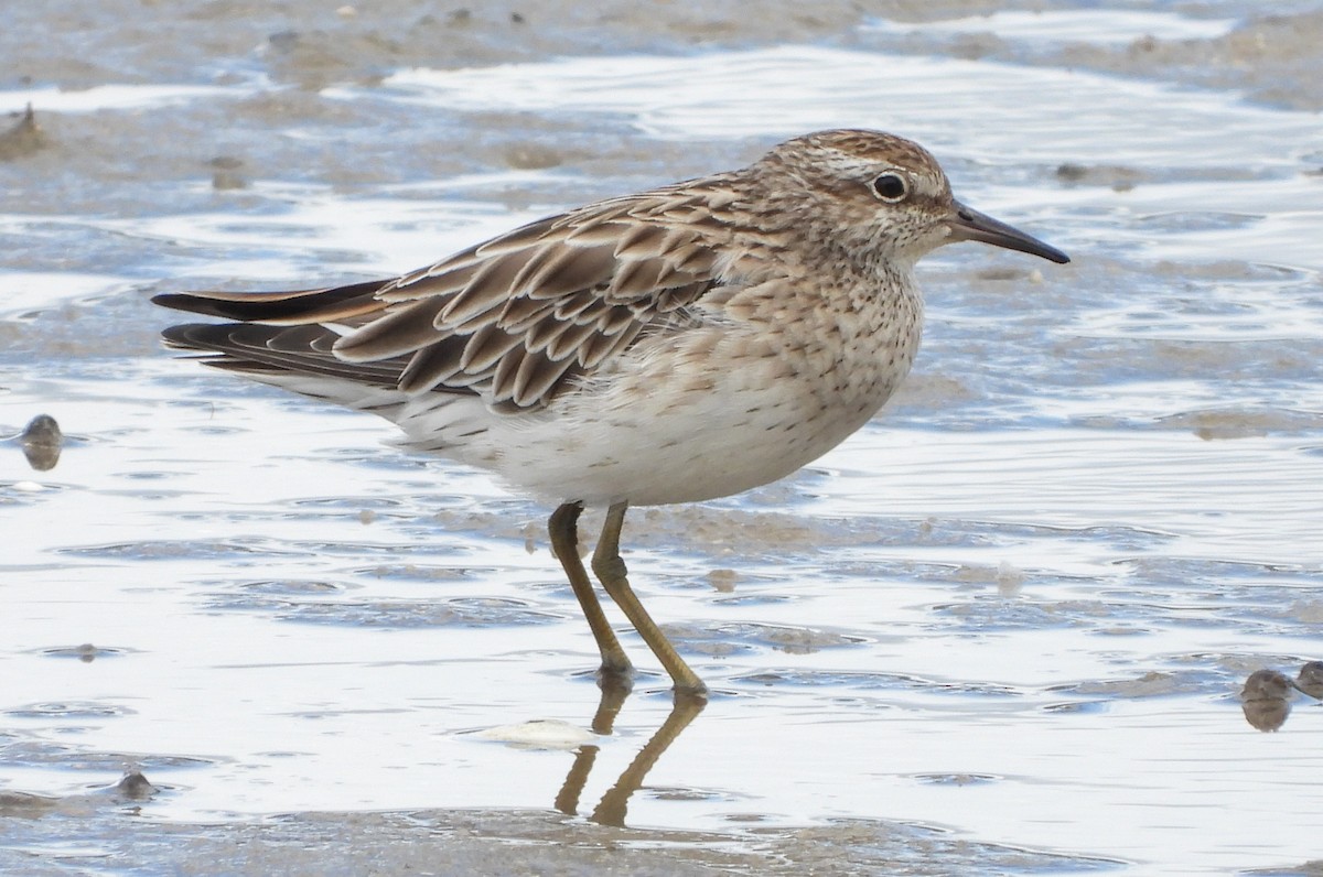 Sharp-tailed Sandpiper - ML303307401