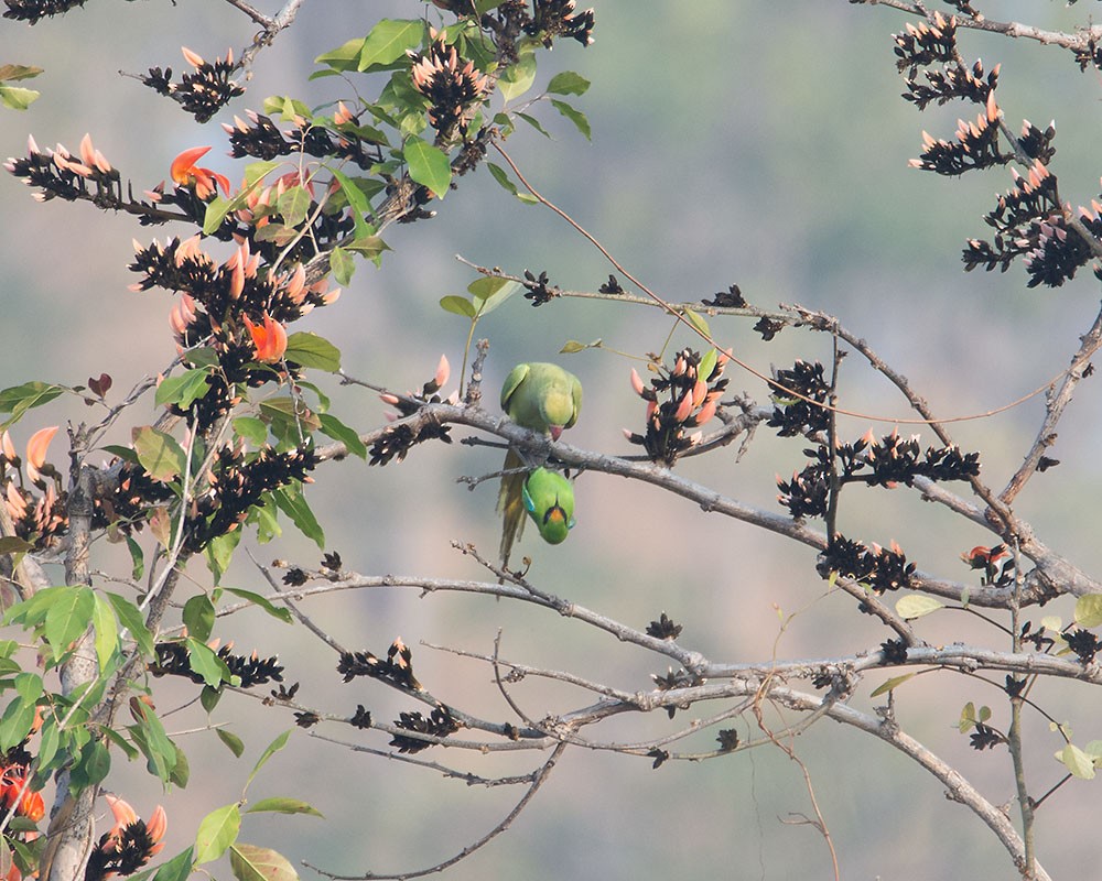 Golden-fronted Leafbird - Nirupam Dutta