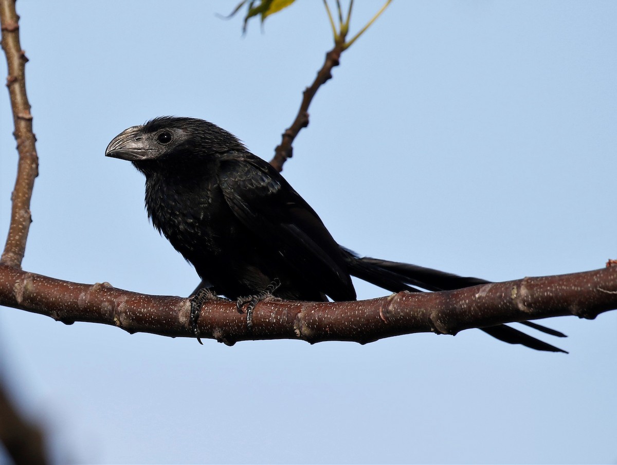 Groove-billed Ani - ML303308421