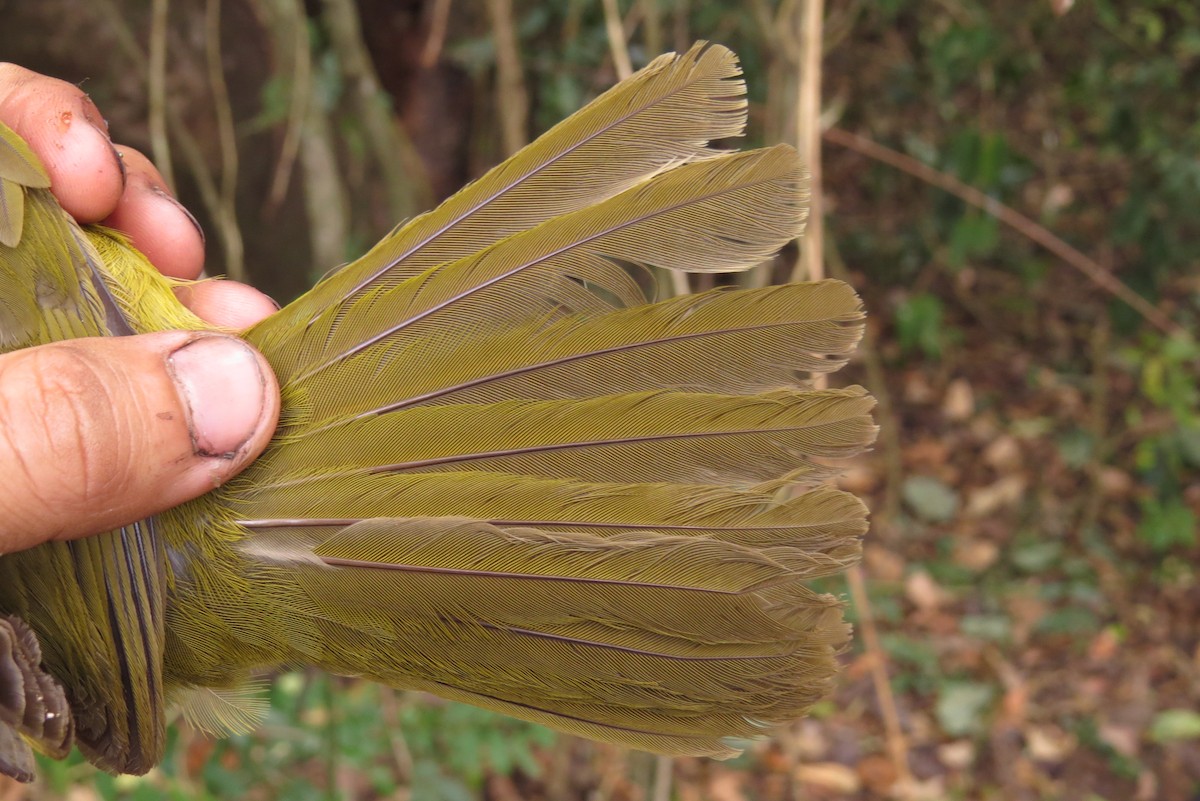 Bulbul del Mulanje - ML303311481