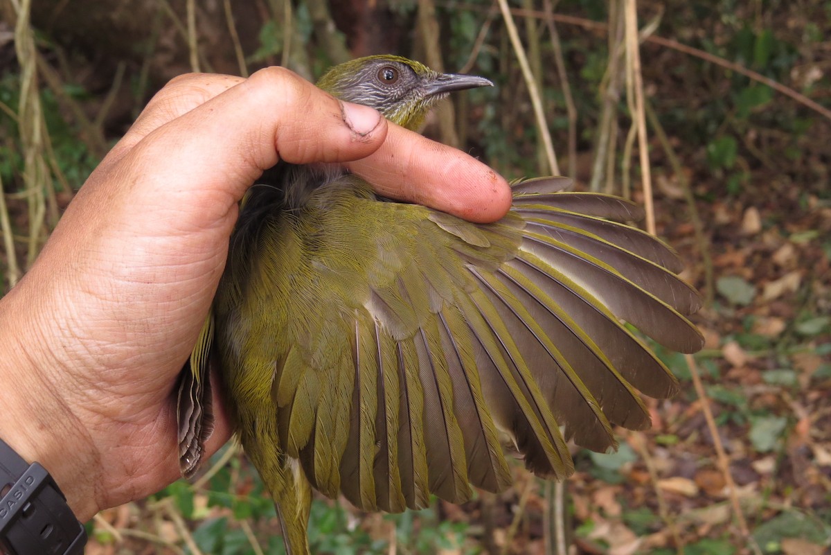 Stripe-cheeked Greenbul - ML303311501