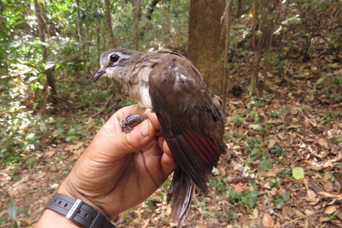 Tambourine Dove - ML303311751