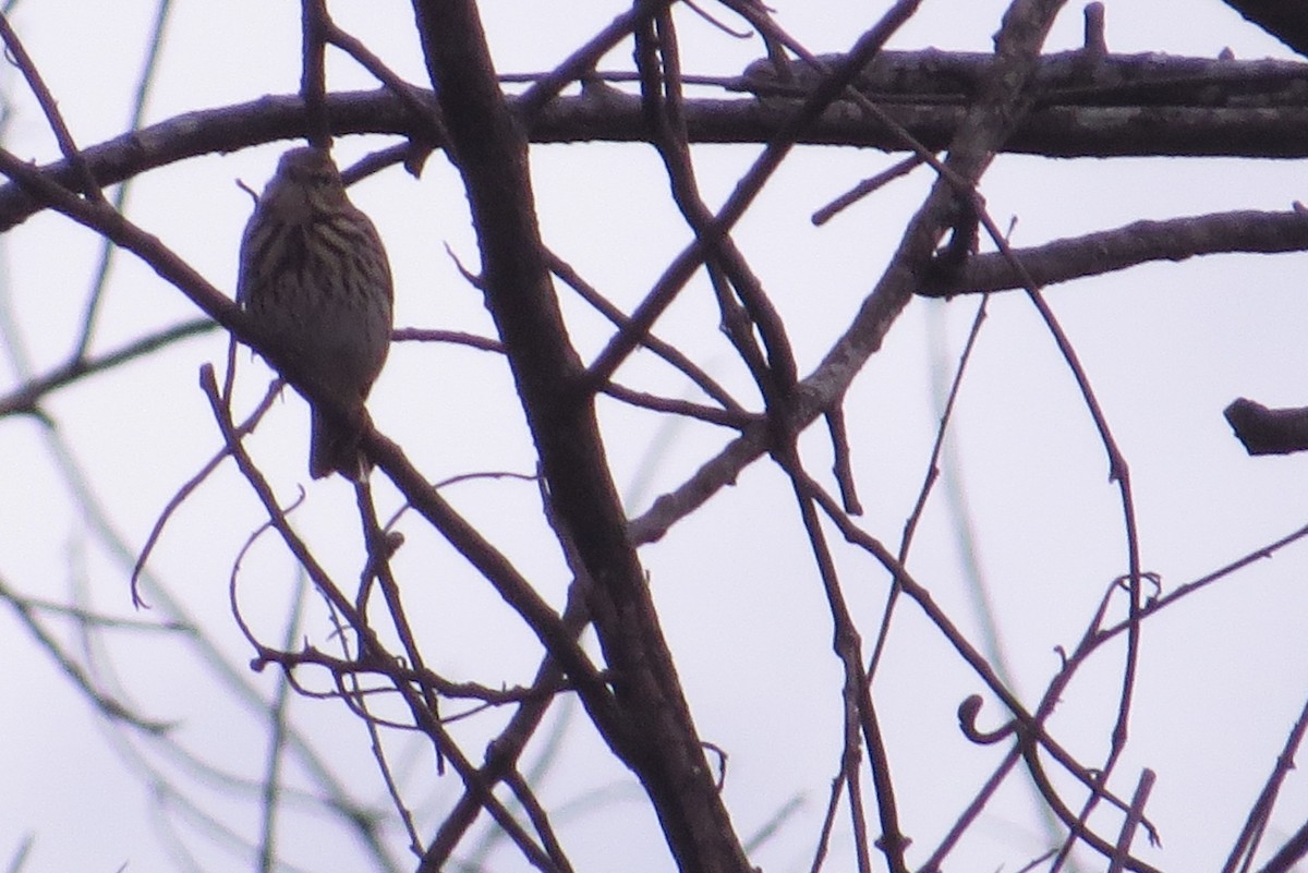 Tree Pipit - ML303311991