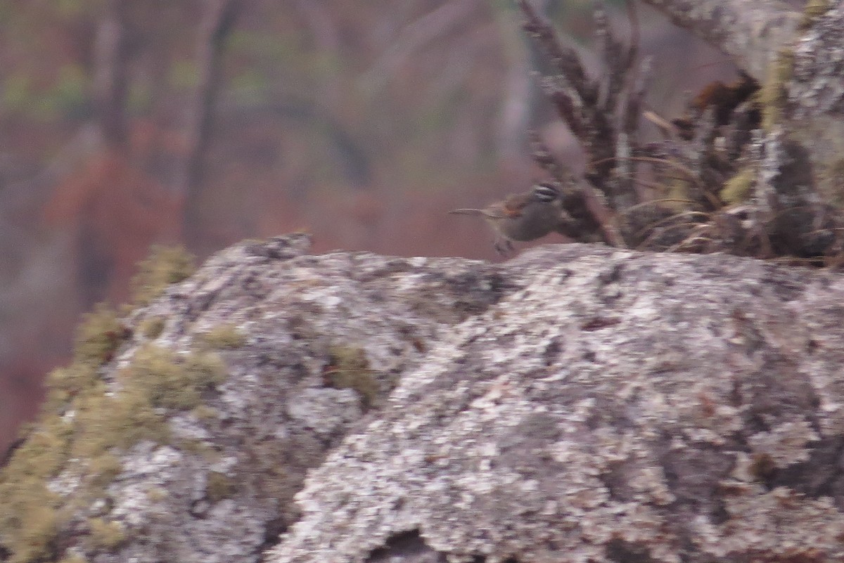 Cape Bunting (Vincent's) - ML303312151