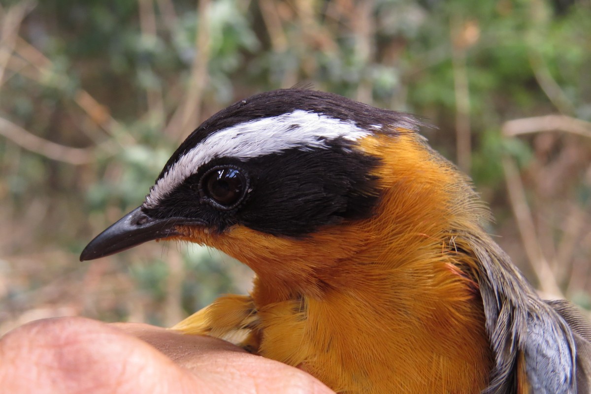 White-browed Robin-Chat - ML303312301