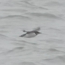 Кайра товстодзьоба - ML303312561