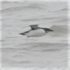 Кайра товстодзьоба - ML303312581