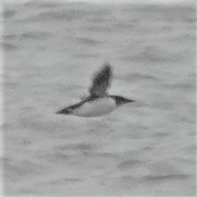 Кайра товстодзьоба - ML303312761