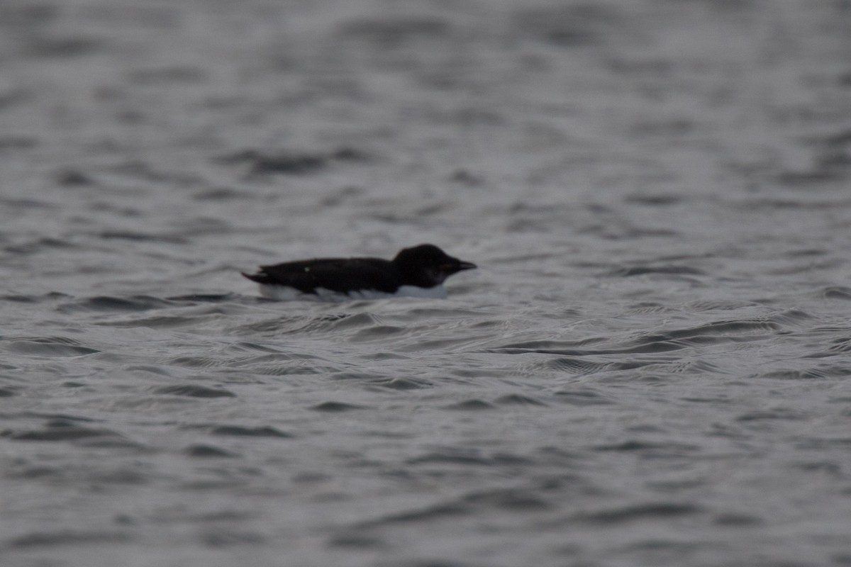 Thick-billed Murre - Detcheverry Joël