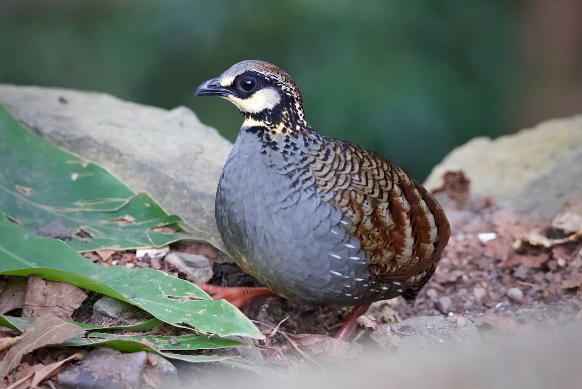 Taiwan Partridge - Yung-Kuan Lee