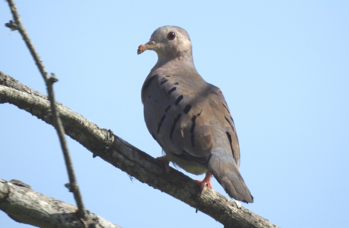 Ecuadorian Ground Dove - Fernando Angulo - CORBIDI