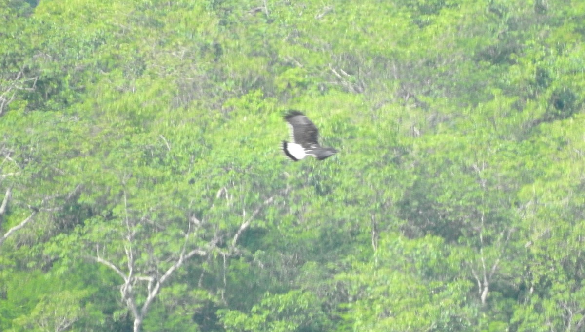 Gray-backed Hawk - ML303315741