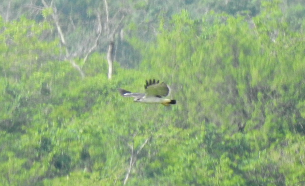 Gray-backed Hawk - ML303315751