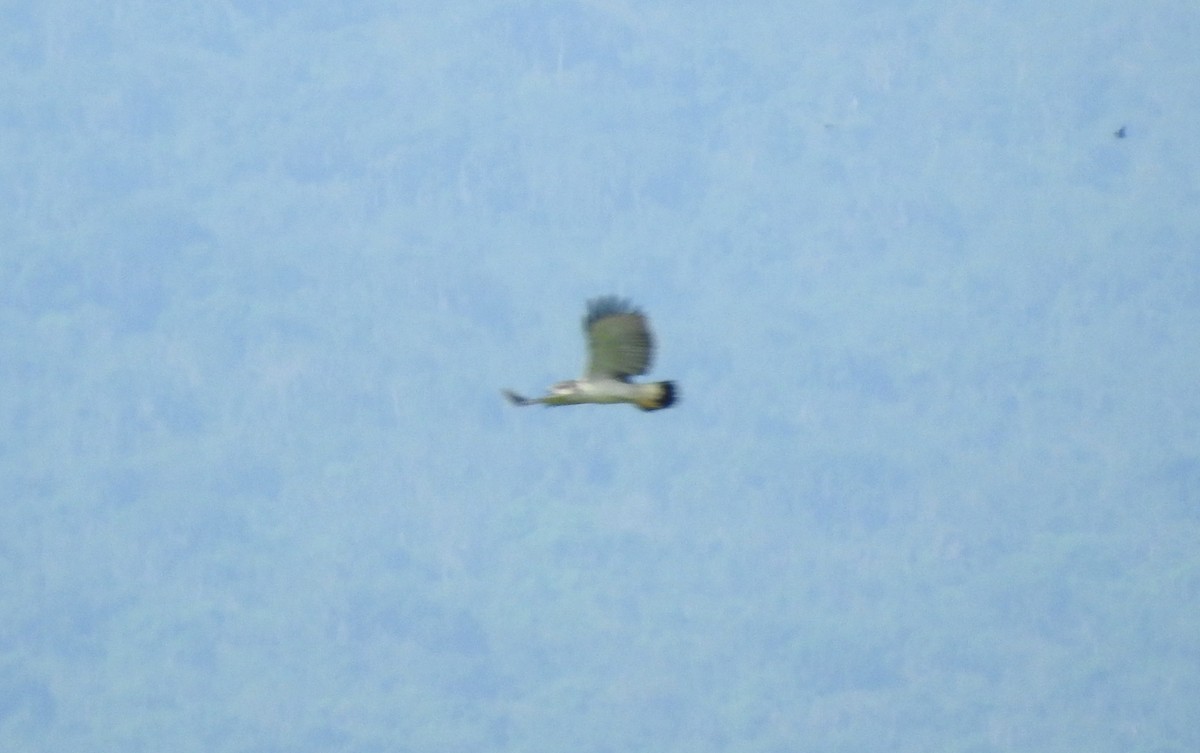 Gray-backed Hawk - ML303315791