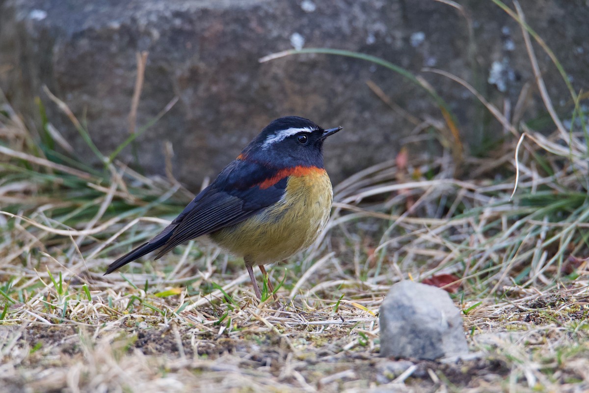 Taiwanblauschwanz - ML303315971