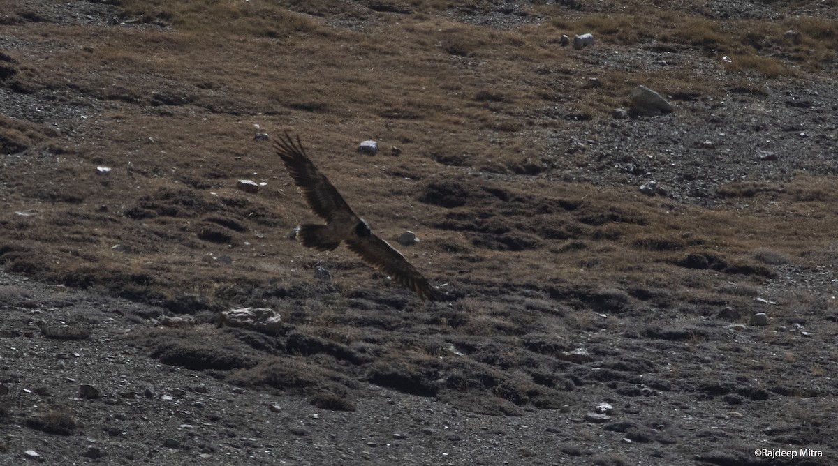 Bearded Vulture - Rajdeep Mitra