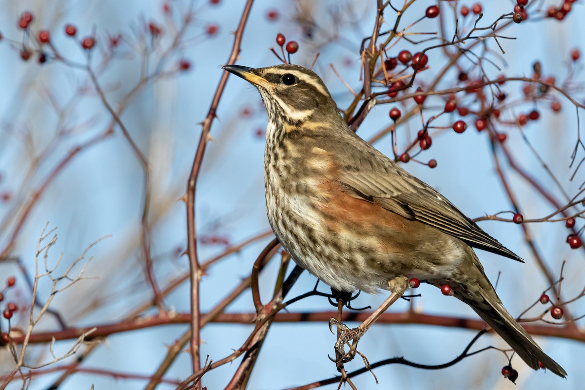 Redwing (Icelandic) - ML303317871