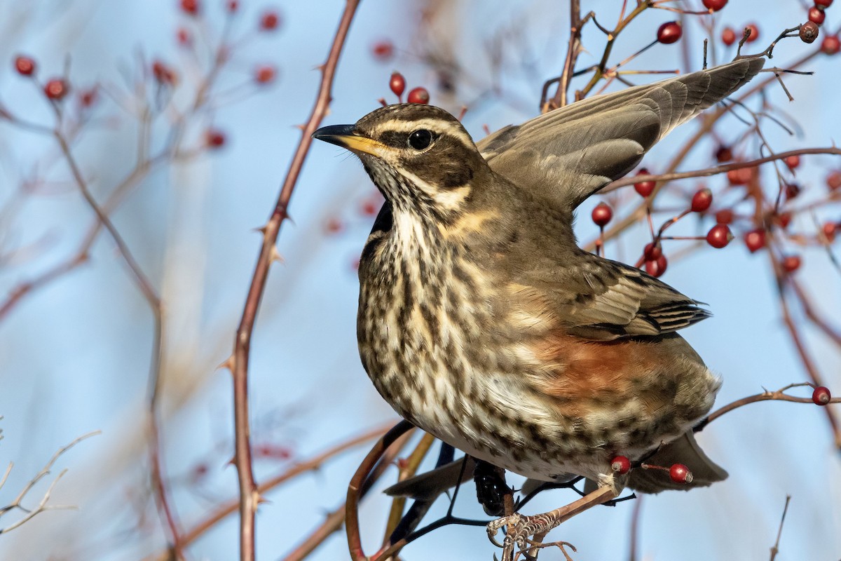 Redwing (Icelandic) - ML303318171