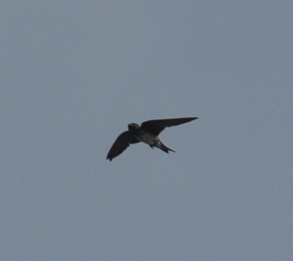 Purple Martin - ML30331821