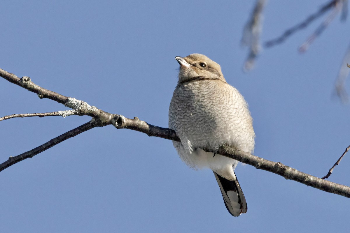 Northern Shrike - Sam Zhang