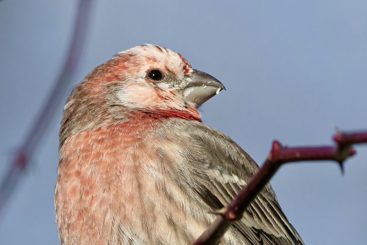 House Finch - Sam Zhang