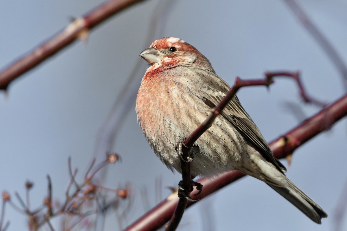 House Finch - ML303318611