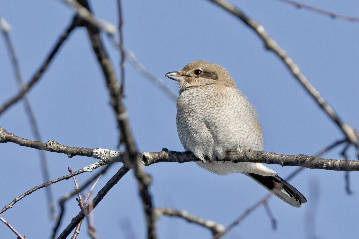 Alcaudón Boreal - ML303318621