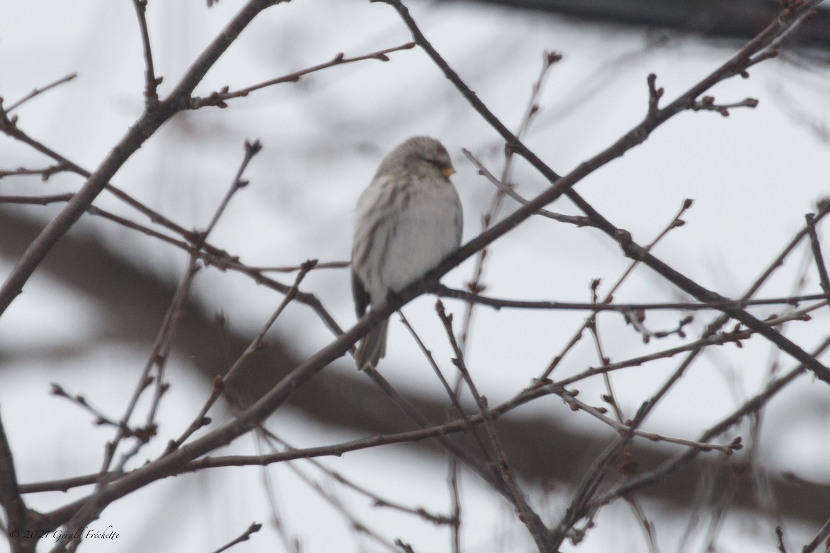 Hoary Redpoll - ML303318771